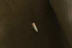 Cicadellidae