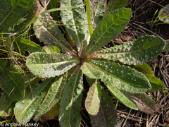 Helminthotheca echioides