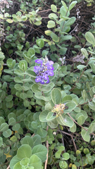 Vitex rotundifolia