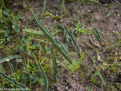 Eriospermum lanceifolium