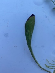 Pilosella officinarum