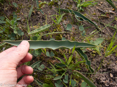Eriospermum lanceifolium