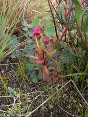 Drosera cistiflora