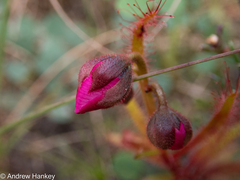 Drosera cistiflora