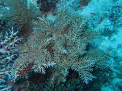 Acropora subglabra