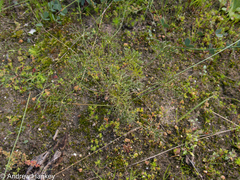 Monsonia speciosa