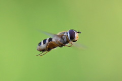 Epistrophe grossulariae