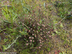 Lampranthus spiniformis