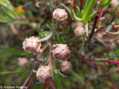 Lampranthus spiniformis
