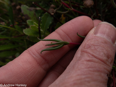 Lampranthus spiniformis