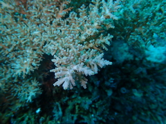 Acropora subglabra