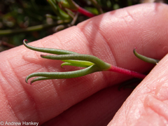 Lampranthus spiniformis