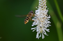 Epistrophe grossulariae