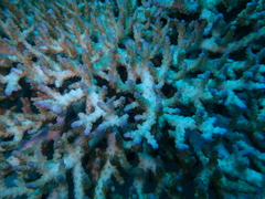 Acropora