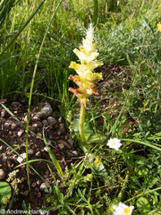Lachenalia orchioides