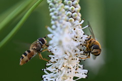 Epistrophe grossulariae