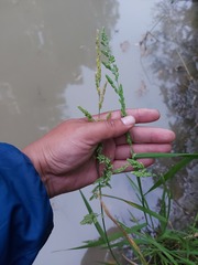 Beckmannia syzigachne