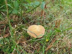 Suillellus luridus
