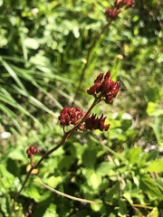 Leptarrhena pyrolifolia