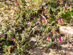 Lampranthus
