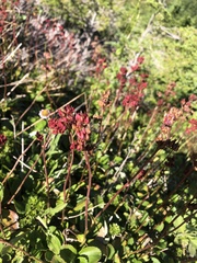 Leptarrhena pyrolifolia