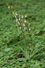Calanthe arcuata