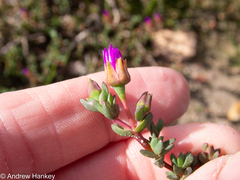 Lampranthus