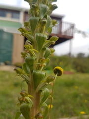 Satyrium parviflorum