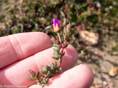 Lampranthus