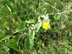 Abutilon abutiloides