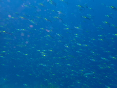 Pterocaesio randalli