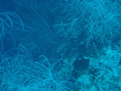 Lutjanus decussatus