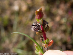 Lampranthus