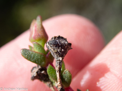 Lampranthus