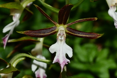 Calanthe arcuata
