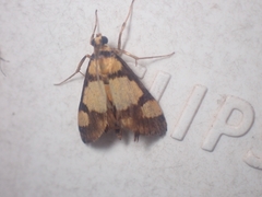 Deuterarcha xanthomela