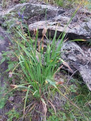 Hemerocallis minor