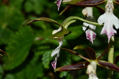 Calanthe arcuata