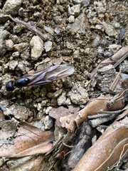 Camponotus ligniperda