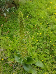 Satyrium parviflorum