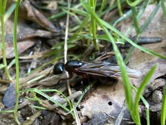 Camponotus ligniperda