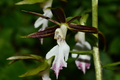 Calanthe arcuata