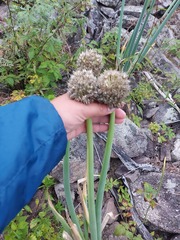 Allium altaicum