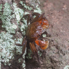 Orisarma intermedium