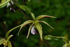 Calanthe arcuata
