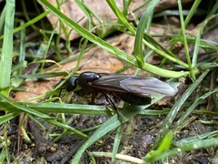 Camponotus ligniperda