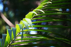 Acanthophoenix rubra