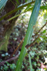 Acanthophoenix rubra