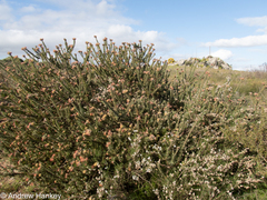 Leucospermum calligerum