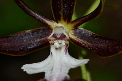 Calanthe arcuata